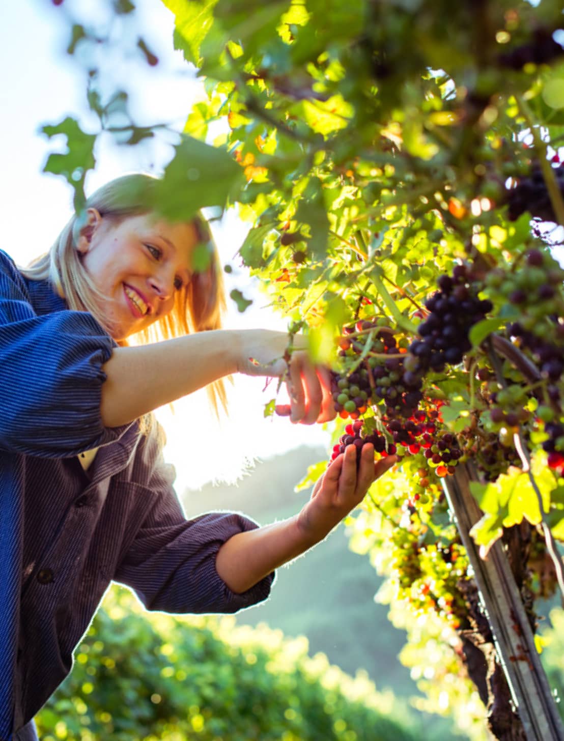 Lächelnde Winzerin schneidet Trauben von Rebstock Lächelnde Winzerin schneidet Trauben von Rebstock